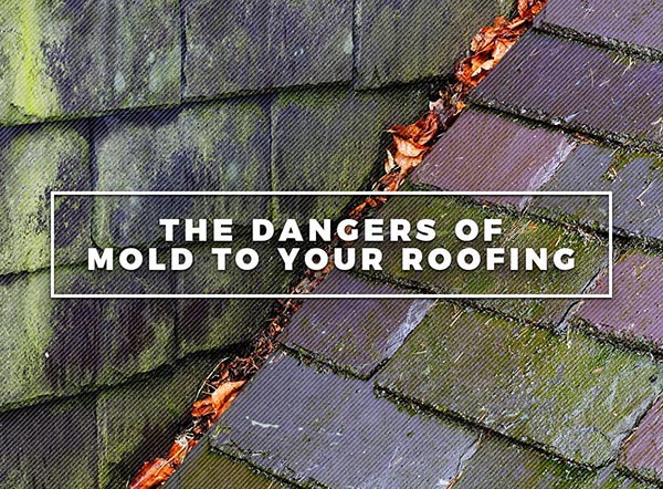 The Dangers of Mold to Your Roofing